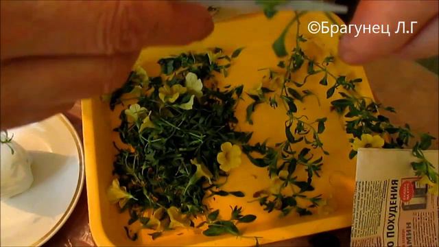 Как черенковать калибрахоа.Часть 1 #калибрахоа смотреть онлайн