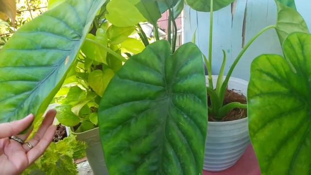 Indoor Plants Collection sobrang ganda ng SYNGONIUM ALBO How i care my indoor plants must watch смотреть онлайн