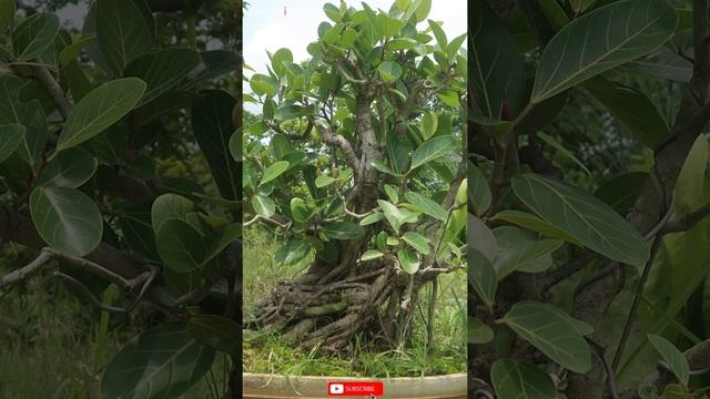 Ficus Benghalensis Bonsai | Bonsai Ideas #shorts