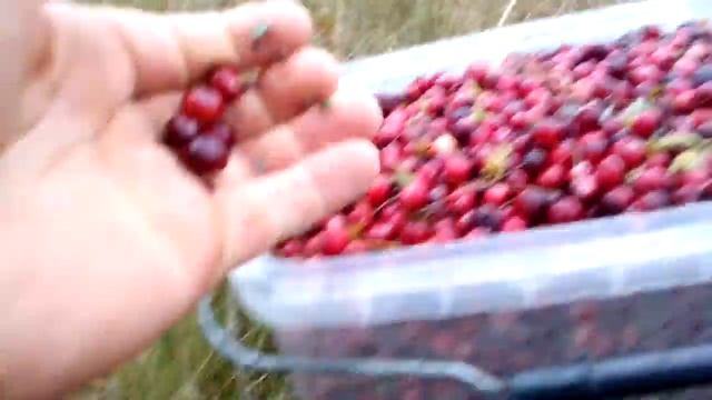Клюква в болоте смотреть онлайн