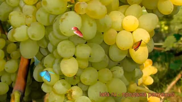 Виноград плодовый Кишмиш №342 (kishmish №342) ? обзор: как сажать, рассада винограда Кишмиш №342 смотреть онлайн