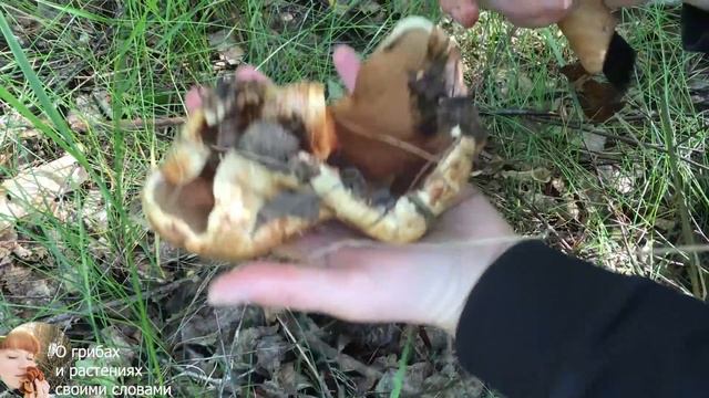Первые грибы В ИЮНЕ 2020: подберезовики, маслята, лаковица, свинушка тонкая смотреть онлайн