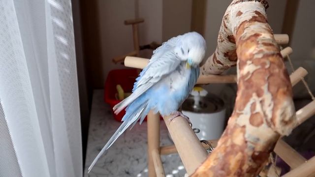 СЛИШКОМ РУЧНОЙ ПОПУГАЙ! ПОЛЕЗНЫЕ СОВЕТЫ ПО ПРИРУЧЕНИЮ! КАК ОН НАС МУЧАЛ смотреть онлайн