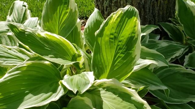 ?Wide brim hosta? смотреть онлайн
