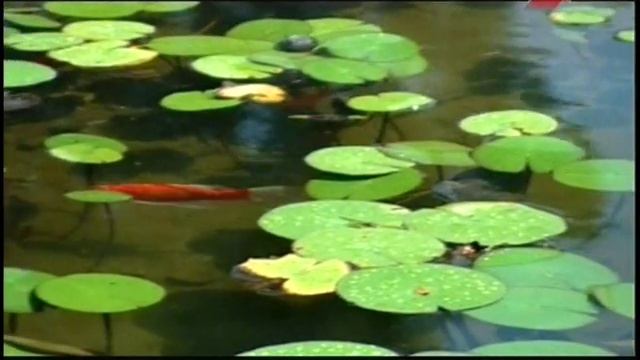 Садовое искусство 21 века №1 смотреть онлайн