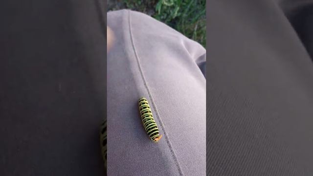 Гусеница бабочки махаон. смотреть онлайн