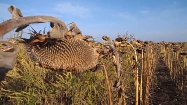 САМВЕЛ АДАМЯН ОПЯТЬ ПРИСЛАЛИ ПОСЫЛКУ С Г. . .ОМ . КАК ОТ СКРЫТОЙ КАМЕРЫ смотреть онлайн