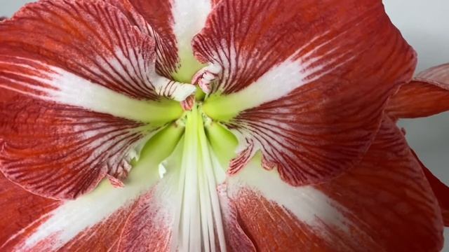 Amaryllis/Hippeastrum Minerva | In Full Bloom #amaryllis смотреть онлайн