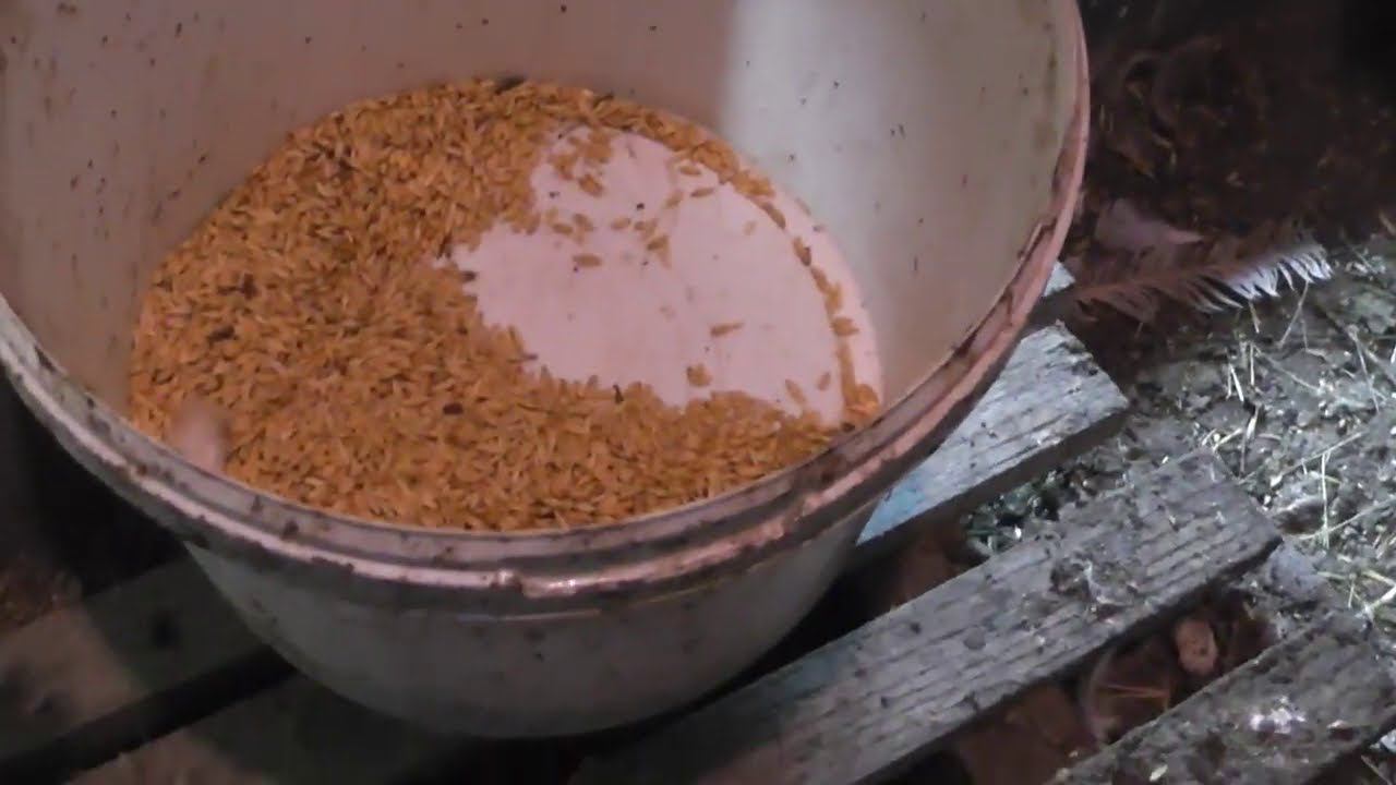 Брудер для индюшат. Зачем, поддоны для птицы? смотреть онлайн