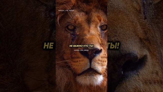 Ты лев или газель? смотреть онлайн