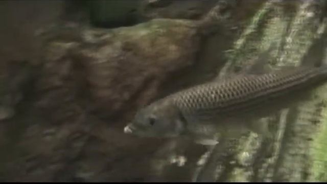 Тигровая рыба смотреть онлайн