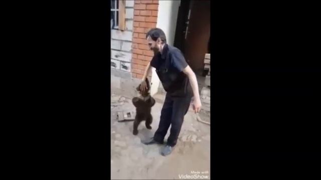 Атака бурого медведя (автор видео лисицына вия) смотреть онлайн