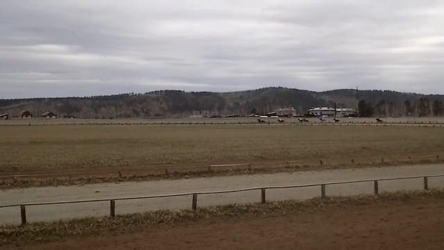 Скачка 3х лет. 1м Канарис(Световар-Кашира). Областное открытие в Черемушках2016г. смотреть онлайн