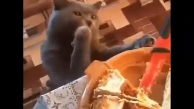 Пена скатами смотреть онлайн