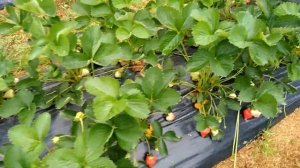 Клубника, обзор сорта Априка на 23.05.21г.