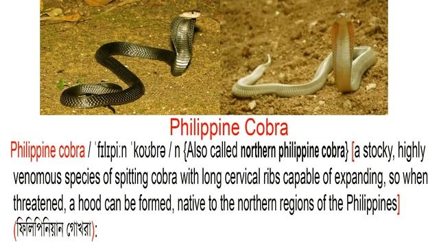 Snakes Names, Meaning & Pictures | Snakes Vocabulary | সাপ | Necessary Vocabulary смотреть онлайн