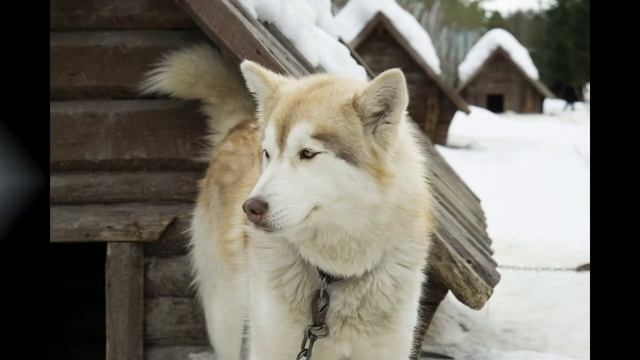 Долго будет Карелия снится... смотреть онлайн