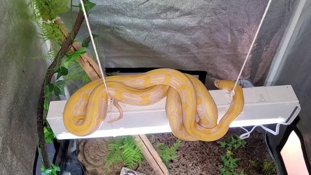 My Reticulated Python|Storytime & Name Meaning смотреть онлайн
