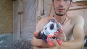 Как отличить самца и самку у цесарок!!!!