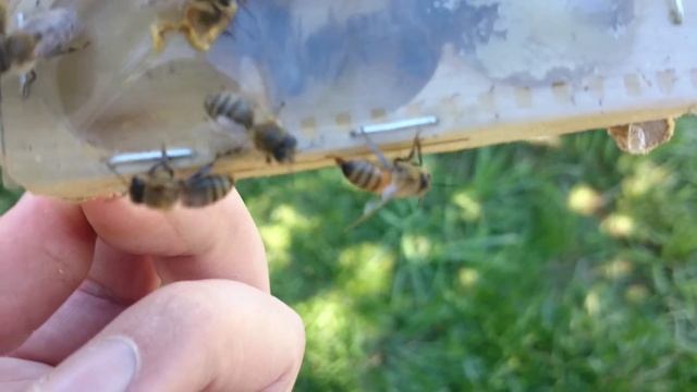 подсадка плодной матки Карника F1 мой первый опыт смотреть онлайн