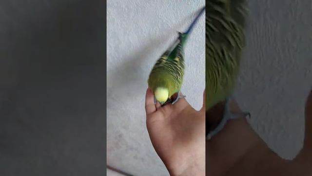 Волнистый попугай учится говорить😍уже слышно слова смотреть онлайн