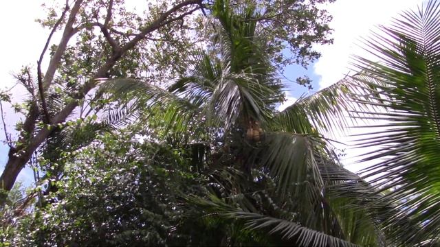 Cocos nucifera 'Brown Dwarf' смотреть онлайн