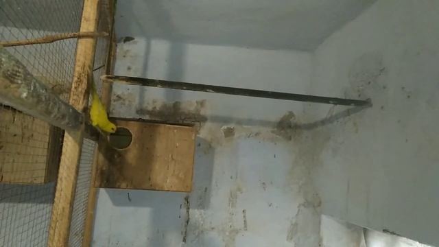 Сложный характер какариков. смотреть онлайн