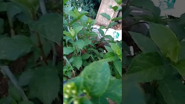 Черенкование гортензии,чубушника(жасмина),флокс.... смотреть онлайн