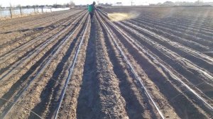 Посадка морковки АБАКО  под каплю. 2 часть 2022.