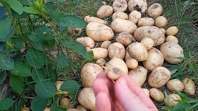 Экспериментальный картофель Спунта смотреть онлайн