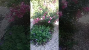 Цветочные композиции из многолетников. Делюсь секретами.