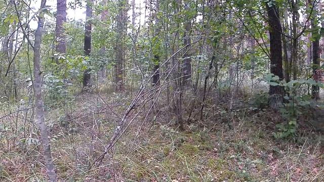 Прогулка 1080Рх120кадров в сек без стабилизации смотреть онлайн