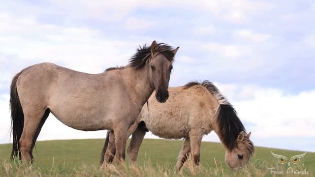 Wild Horses And Horse Sounds