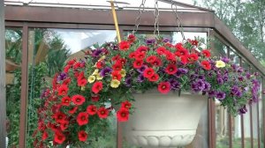 Биотехника. Цветы 2019-2020. Часть 1.