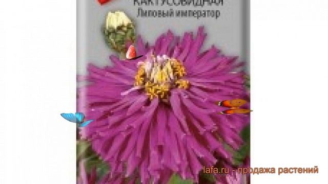 Цинния изящная Кактусовидная Лиловый император ? обзор: как сажать, семена циннии смотреть онлайн