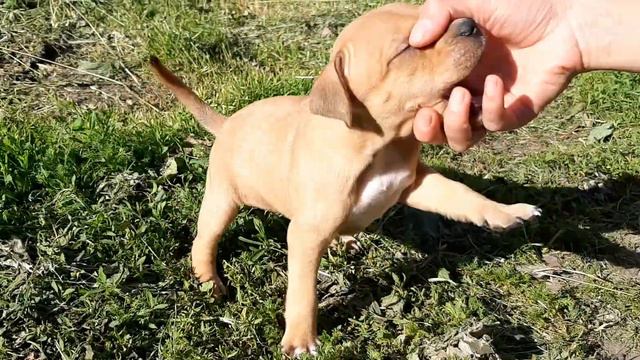 PIT BULL GAMES/ПИТБУЛЬ ИГРАЕТ смотреть онлайн