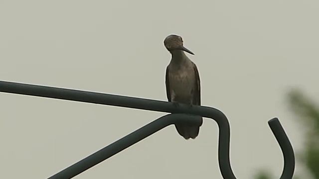 танец колибри вокруг кошки смотреть онлайн