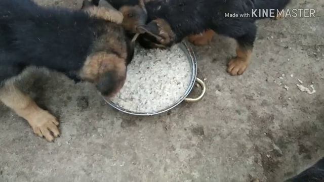 ЧЕМ КОРМЛЮ СВОИХ ЩЕНКОВ/ ЕДЯТ КАК ХРЮШКИ смотреть онлайн