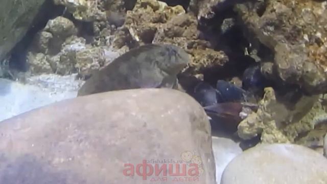 Москвариум смотреть онлайн