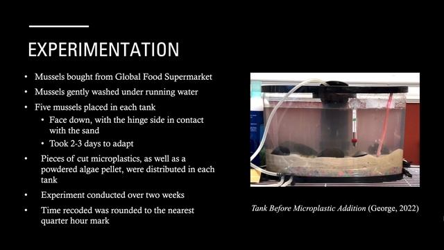 Evaluating the Rate of Microplastic Filtration on Mytilus Edulis смотреть онлайн
