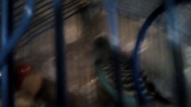 Новый питомец?! / Злой попугай Кеша кусается смотреть онлайн