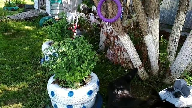 Немецкая овчарка черная длинношерстная 5 месяцев смотреть онлайн