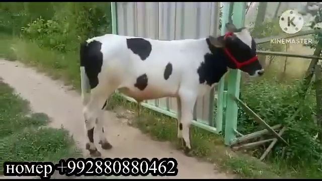 МОЛИ ЗОТИ СРОЧНО УСПЕЙТЕ 10 июня 2023 г. смотреть онлайн