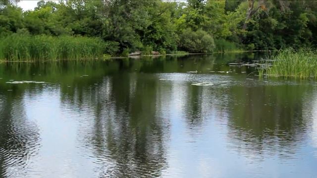 Ловля жереха и окуня на поппер Rapala смотреть онлайн