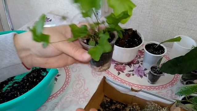 Мои комнатные растения // Хорошо когда есть щедрые друзья смотреть онлайн