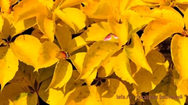 Виноград пятилисточковый Йеллоу Волл ? обзор: как сажать, рассада винограда Йеллоу Волл смотреть онлайн