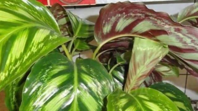 Разнообразие Калатей. Виды и сорта Калатей!