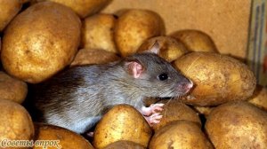 ➤ Что делать, если в дом пробралась наглая крыса ➤ Как избавиться от Крыс ➤ Крыса в доме