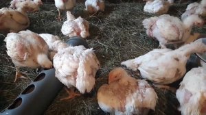 ВОДЯНКА У БРОЙЛЕРОВ. КАК ЕЁ ИЗБЕЖАТЬ.