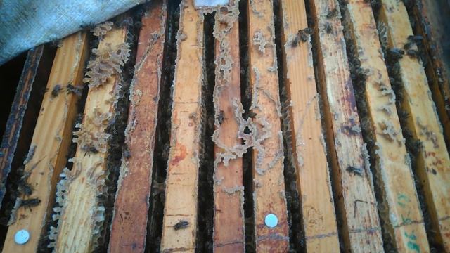 Убрал кормушки у пчел. Поставил полоски фумисан от клеща. Пчелы к зиме готовы. 14.10.2021 смотреть онлайн